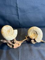 Ammonite sur un support en bois flotté, Enlèvement ou Envoi, Fossile