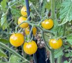 Cerise Champagne - Graines de tomates, Envoi