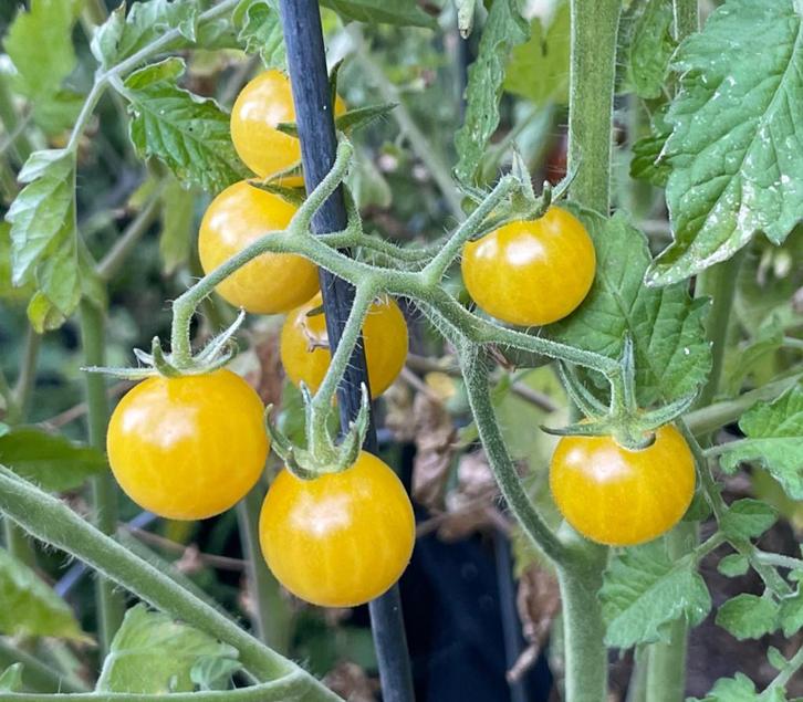 Cerise Champagne - Graines de tomates, Jardin & Terrasse, Bulbes & Semences, Envoi