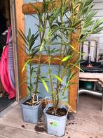 Nerium oleander, Vaste plant, Overige soorten, Ophalen