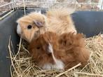 2 langharige cavia beertjes, Animaux & Accessoires, Rongeurs, Cobaye, Mâle