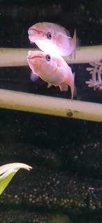 Mooie gouden tandkarper!!, Dieren en Toebehoren, Vissen | Aquariumvissen