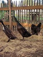 Loopeend koppel, Meerdere dieren, Eend