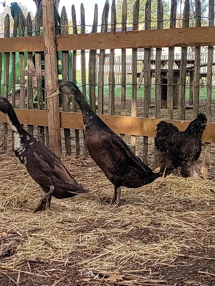 Loopeend koppel, Dieren en Toebehoren, Pluimvee, Eend, Meerdere dieren