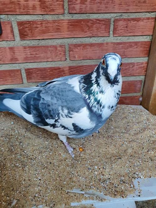 Lieve duivin zoekt een goede thuis, Dieren en Toebehoren, Vogels | Duiven