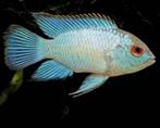 Blauwe acara, Dieren en Toebehoren, Vissen | Aquariumvissen, Zoetwatervis