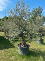 ‼️Olijfbomen olea europaea aan promoprijzen ‼️, Jardin & Terrasse, Plantes | Arbres, Enlèvement
