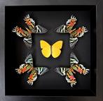 Kaléidoscope de 5 papillons Phoebis Argante & Urania Ripheus, Collections, Collections Animaux, Insecte, Animal empaillé, Enlèvement ou Envoi