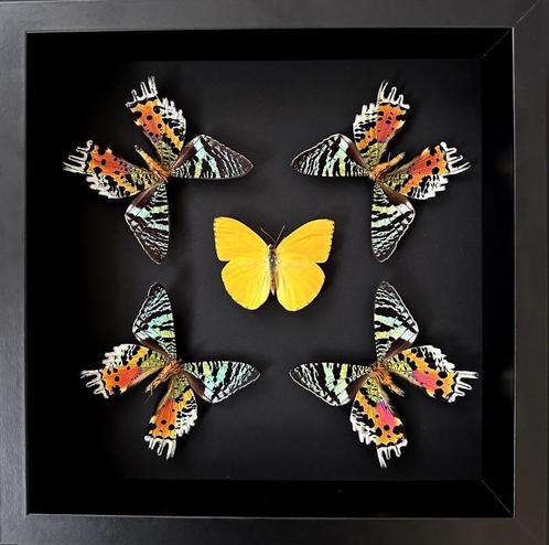 Caleidoscoop van 5 vlinders Phoebis Argante & Urania Ripheus, Verzamelen, Dierenverzamelingen, Nieuw, Opgezet dier, Insect, Ophalen of Verzenden