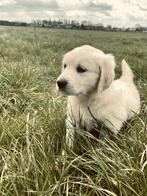 Golden retriever pups te koop, Animaux & Accessoires, Parvovirose, Plusieurs, Belgique, 8 à 15 semaines
