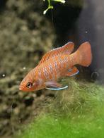 Scarlet badis - Dario dario