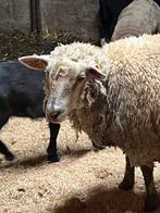 2 ooien 13 maand met lam, Mouton, Femelle, 0 à 2 ans