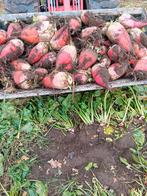 Voederbieten, Zakelijke goederen, Landbouw | Veevoer, Ophalen