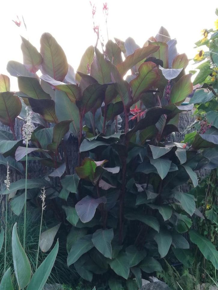 Canna musafolia rubrum - exotisch - tropisch, Tuin en Terras, Planten | Tuinplanten, Vaste plant, Overige soorten, Volle zon, Zomer