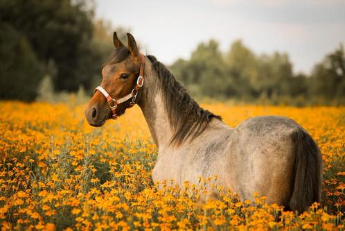 Prachtige roan jaarling, Dieren en Toebehoren, Paarden, Hengst, Onbeleerd, Minder dan 160 cm, 0 tot 2 jaar, Recreatiepaard, Gechipt