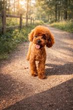 Toy Poedel dekreu | 24cm | Rood | RISH FCI | volledig getest, 1 à 2 ans, Étranger, Chien (mâle), Hépatite contagieuse (maladie de Rubarth)