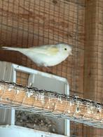 Kanaries (lot), Dieren en Toebehoren