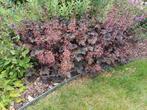 heuchera, Tuin en Terras, Ophalen