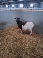 Zelfruiende ooi, Animaux & Accessoires, Femelle, Mouton, 3 à 5 ans