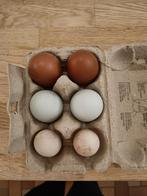 Broedeieren araucana en marans, Dieren en Toebehoren