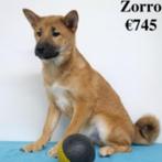 Zuri & Zorro, chiots Shiba Inu à vendre (Belgique), 15 semaines à 1 an, Commerçant, Autres races, Plusieurs