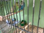 Grasparkiet, Dieren en Toebehoren