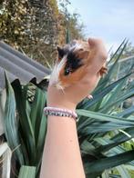 Jonge cavia's, Dieren en Toebehoren, Oktober, Cavia