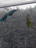 Kweekmans catharina parkiet blauw en groen, Dieren en Toebehoren, Parkiet