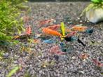 Garnalen mix (cull tank), Dieren en Toebehoren, Vissen | Aquariumvissen