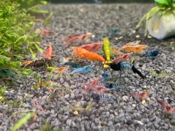 Garnalen mix (cull tank)  beschikbaar voor biedingen