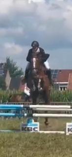 te koop emerald x Gino H merrie, Dieren en Toebehoren, Paarden, Merrie, Springpaard, B, Gechipt