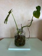 Plant, Ophalen