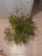 Plant te koop, Tuin en Terras, Planten | Tuinplanten, Ophalen