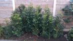 Portugese laurierplanten (Prunus lusitanica 'Angustifolia'), Tuin en Terras, Planten | Tuinplanten, Ophalen