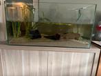 Aquarium met axolots en chiller, Dieren en Toebehoren, Vissen | Aquaria en Toebehoren, Ophalen, Zo goed als nieuw