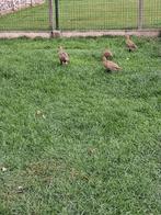 bosfazanten, Dieren en Toebehoren, Meerdere dieren