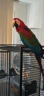 Tamme Groenvleugel Ara Pop, Dieren en Toebehoren, Vrouwelijk, Papegaai, Pratend