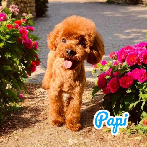Toy Poedel dekreu | 24cm | Rood | volledig getest, Dieren en Toebehoren, Honden | Dekreuen, Reu, Fokker | Hobbymatig, Eén hond