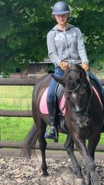 Lieve merrie te koop, 12 jaar, Minder dan 160 cm, L, 11 jaar of ouder, Recreatiepaard