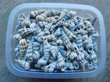 schelpen het wenteltrapje beschikbaar voor biedingen