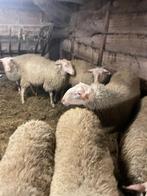 Rammen, Mâle, Mouton, 0 à 2 ans