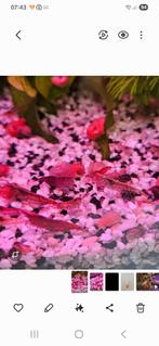 Aquarium garnalen mix, Ophalen