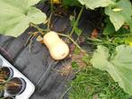 Pompoen Butternut, Ophalen