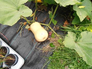 Pompoen Butternut beschikbaar voor biedingen