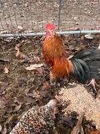 Couple de sabelpoot, Enlèvement