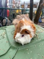 Mooi cavia beertje, Mâle, Domestique, Septembre, Cobaye