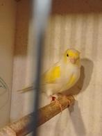 Verschillende kleuren kanaries MANNETJES en POPJES geringd, Dieren en Toebehoren, Vogels | Kanaries, Meerdere dieren, Zangkanarie