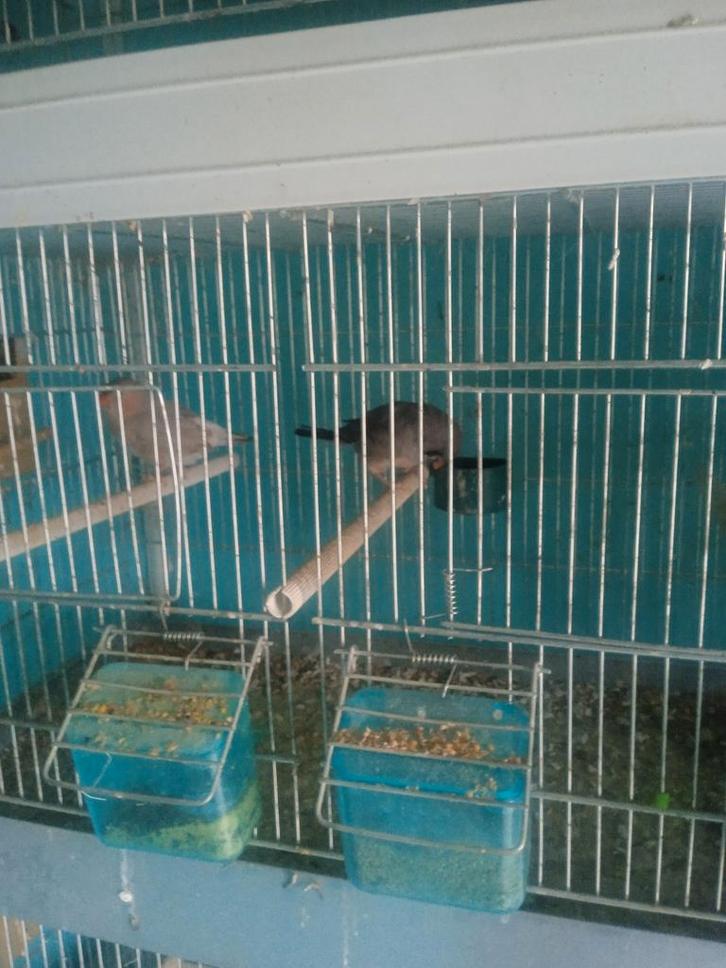 Exoten te koop, Dieren en Toebehoren, Vogels | Overige Vogels