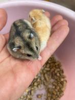 Dwerghamsters, Dieren en Toebehoren, Knaagdieren, Hamster, Meerdere dieren, Tam, Oktober