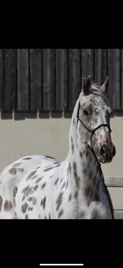 Deze appaloosa gezocht!, Dieren en Toebehoren, Paarden, Ruin, Minder dan 160 cm, 11 jaar of ouder